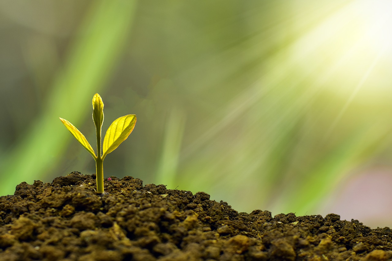 The difference between ESG and Sustainability